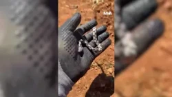 Strange Encounter with a Snake in Darende, Malatya!