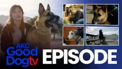 The Service Dog That Saved a Marine's Life | AKC Good Dog TV