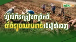 ហ្វីលីពីនត្រៀមពង្រីកដីដាំដំឡូងឈាមមាន់ ដើម្បីនាំចេញ