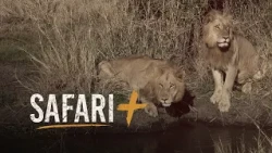 Lion intruders in the sabi sand - SafariPlus