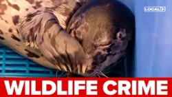 Seal pup recovering after being shot in head