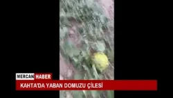 THE WILD BOAR PLAGUE IN KAHTA