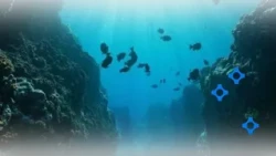 Banda Sea's Weber Deep: Exploring the Mysteries of the Ecosystem and the Deepest Point in Indones...