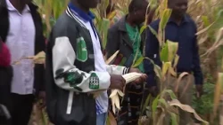 Drought and dry spell mitigation in Lichinga: Farmers to receive short-cycle crop seeds