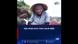 BUZZING HARVEST OF SEA URCHINS | QNgTV