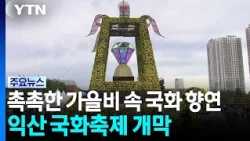 촉촉한 가을비 속 국화 향연...익산 국화 축제 개막 / YTN