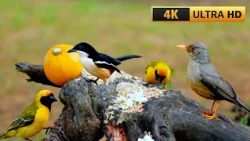 CAT TV FOR CATS TO WATCH 🐦 Exotic Birds Sharing a Tree Branch in a Forest 4K