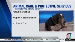 Passion 4 Pets with Arthur