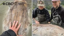 U.S. angler reels in massive sturgeon in the Fraser Valley