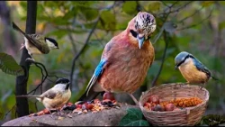 CAT TV 4K 🍂 Peaceful Fall Forest with Willow Tits & Nuthatches at a Feeder