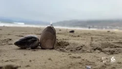 Pismo Beach Clam Festival highlights conservation amid illegal harvesting concerns