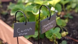 Where Learning Grows: Franklin Sherman’s School Garden