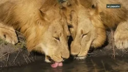 Would you be brave enough to sit this close to lions drinking?