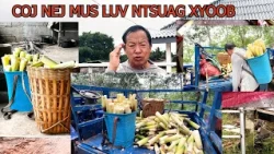 Hmong tv ntwork Luv ntsuag xyoob 8-11-26