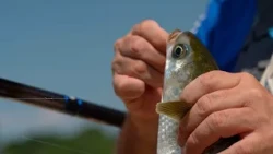 Bolognese Fishing on the Magra River (Colmic)