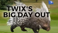 Twix the Porcupine Takes Over the Golf Course
