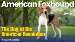 George Washington Helped Create This Breed | American Foxhound