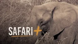 Among Africa's giants - SafariPlus