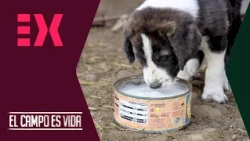 Timón starts his training today as the future guardian of the Valrío herd | Country life is life
