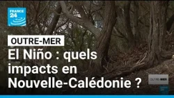 El Niño : sécheresse, feux de forêt... quels impacts en Nouvelle-Calédonie ? • FRANCE 24