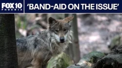 Two Mexican gray wolves targeted for removal | FOX 10 Phoenix