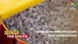 Honduras shrimp crisis: 30% production lost as 214 farms shut down
