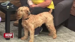 Training Tuesday: Getting your pets microchipped