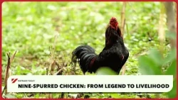 Nine-spurred chicken: from legend to livelihood | Vietnam Today