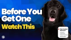 Is the Flat Coated Retriever the Right Dog for You