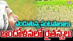 ఎల్నినో ప్రభావంతో రైతుల ఆందోళన | Farmers' Concerns Over El Nino Impact | CVR News