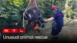 Unusual cow rescue