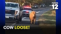 Watch: Escaped cow runs toward cars as police try to catch her