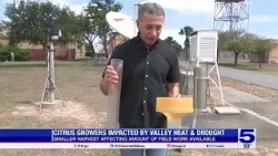 McAllen citrus grower says record summer heat is causing smaller-sized harvest