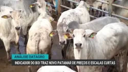 Fat cattle near R$ 380 per arroba amid tight supply and external demand