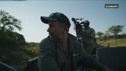 Unexpected twist: Female leopard crashes elephant sightings