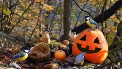CAT TV 4K 🎃 Cozy Halloween Forest with Squirrels & Wild Birds