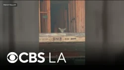 Coyotes take over abandoned West Hollywood construction project