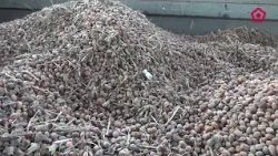 Arrenca la collita de l’avellana amb les expectatives a la baixa pels aiguats