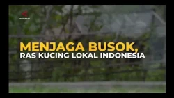 Menjaga Busok, Ras Kucing Lokal Indonesia