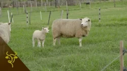 Texel Moment: Branded Beef, Genetic Improvement, and Adoption of Genetic Evaluations | GP #135
