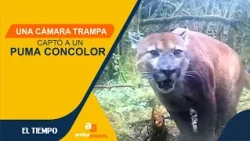 Great News! Puma captured on a nature reserve in Quindío | CityTv