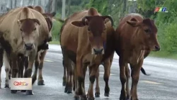 How to drive safely when encountering livestock on the road? | Dak Lak Television