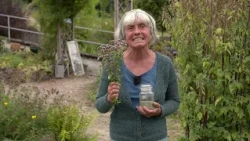 OREGANO: Pizza herb straight from the garden