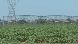 Heat and water concerns challenge Arizona farmers as Colorado River allocation decisions near