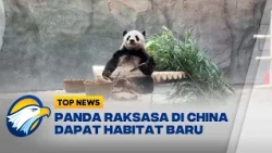 Rumah Baru Panda Raksasa di Beijing Zoo Tampil Lebih Modern dan Nyaman - [Top News]