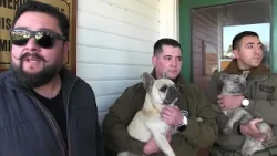 Achao Sub-prefecture Carabineros, with community support, successfully find lost dogs