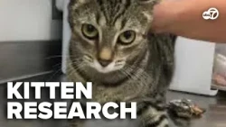Are kittens still being used in federal research? New report raises questions