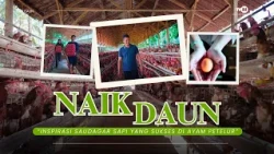 NAIK DAUN Eps.04 - REZEKI BERBELOK: INSPIRASI SAUDAGAR SAPI YANG SUKSES DI AYAM PETELUR