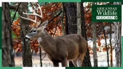 Arkansas Wildlife Podcast: Deer Health - Tackling Chronic Wasting Disease | Episode 115
