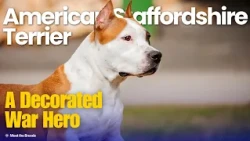 From War Hero to Family Dog | American Staffordshire Terrier